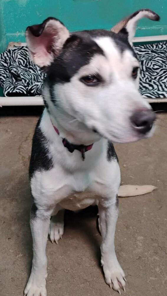 Enlarge Roger #16, a Adoptable mixed breed in New Lexington, OH image 1/1