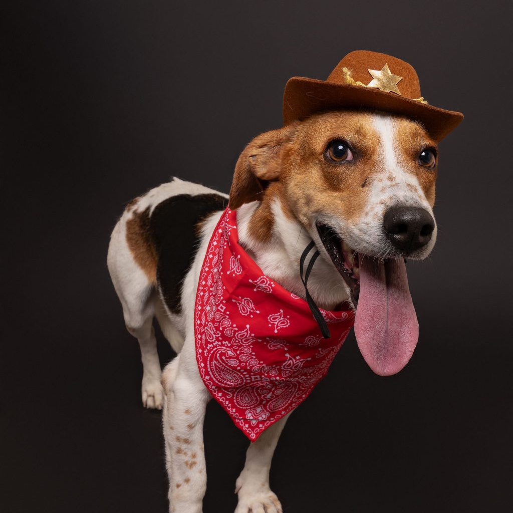 Ferris, Adult Male Beagle