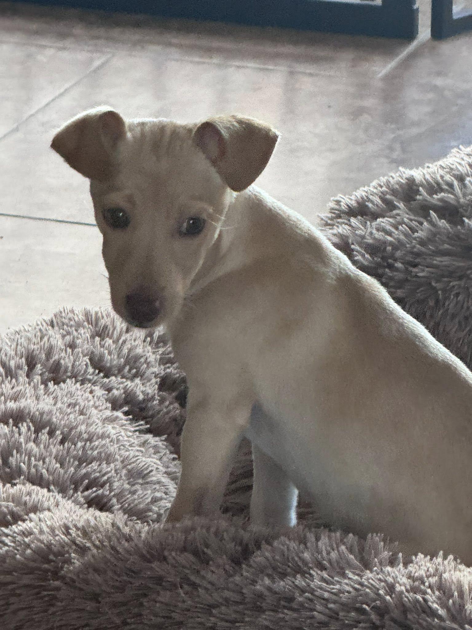 Gummy Bear, adoptable, Puppy Male Chihuahua.