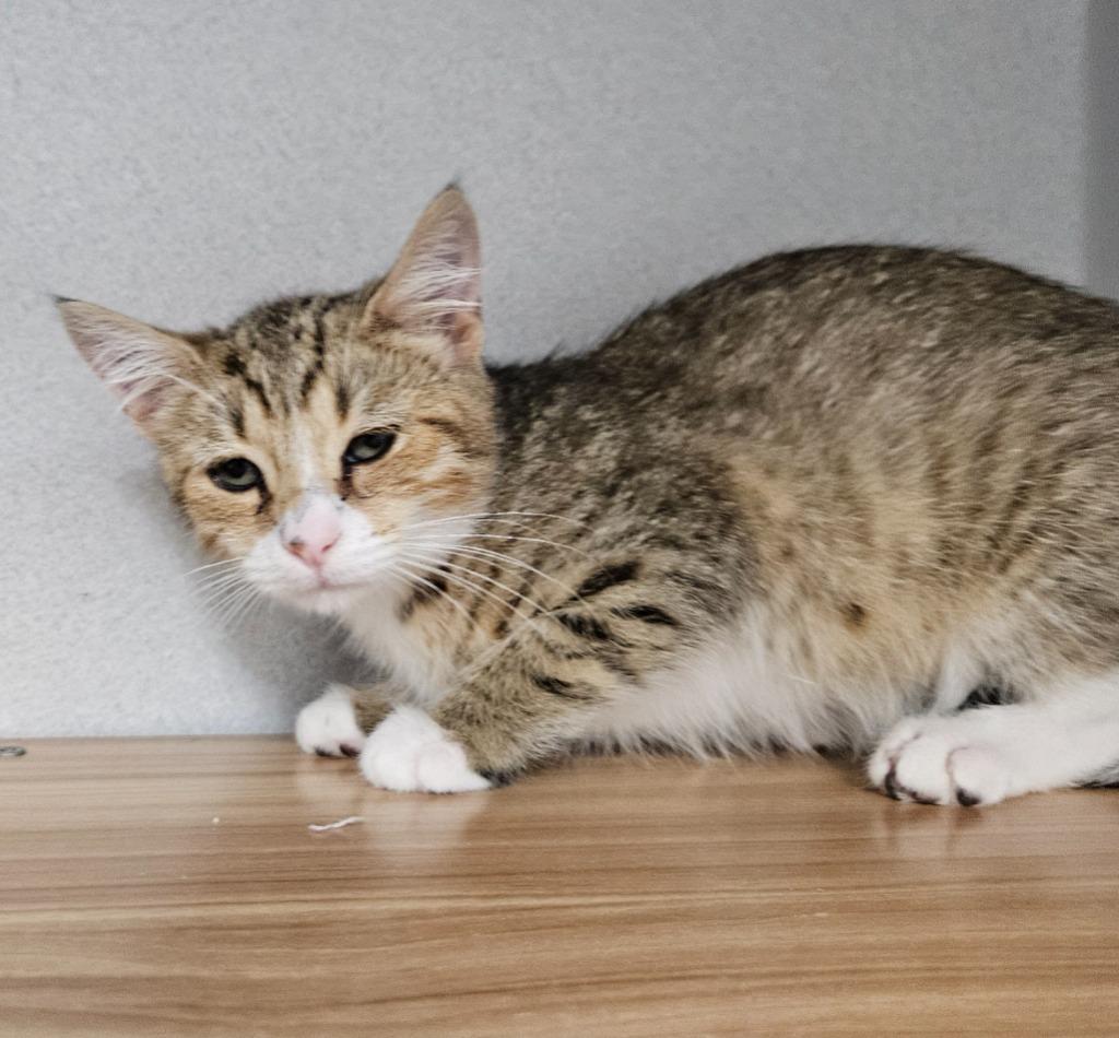 Newt, Adoptable, Young Male Domestic Short Hair.