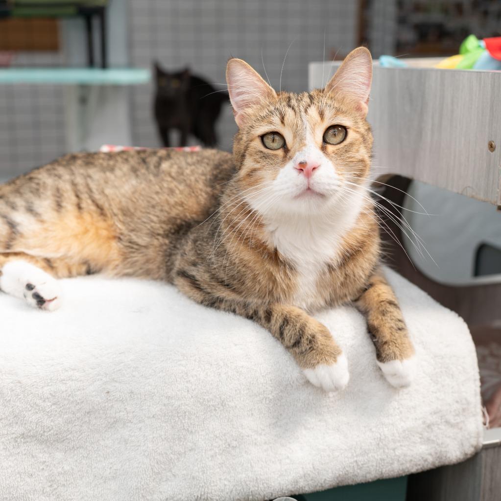 Newt, a Adoptable mixed breed in Los Angeles, CA image 2/6