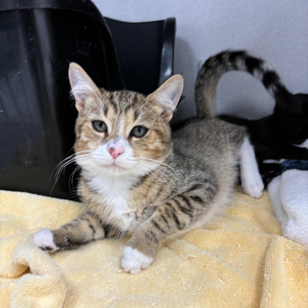 Newt, a Adoptable mixed breed in Los Angeles, CA image 4/6