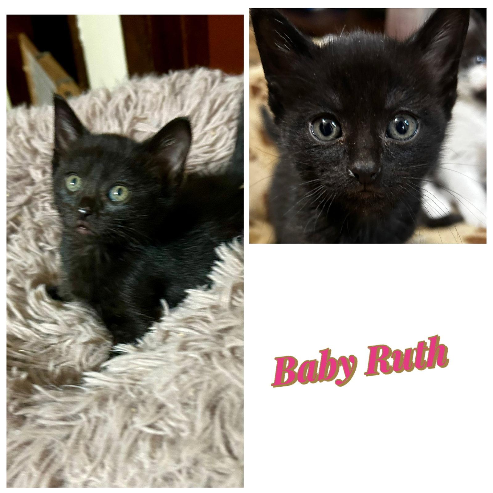 Baby Ruth kk, Adoptable, Kitten Female Domestic Short Hair.