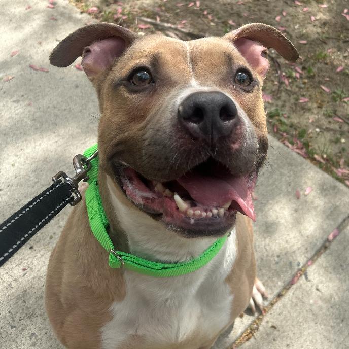 Groovy, Adoptable, Adult Male Pit Bull Terrier.