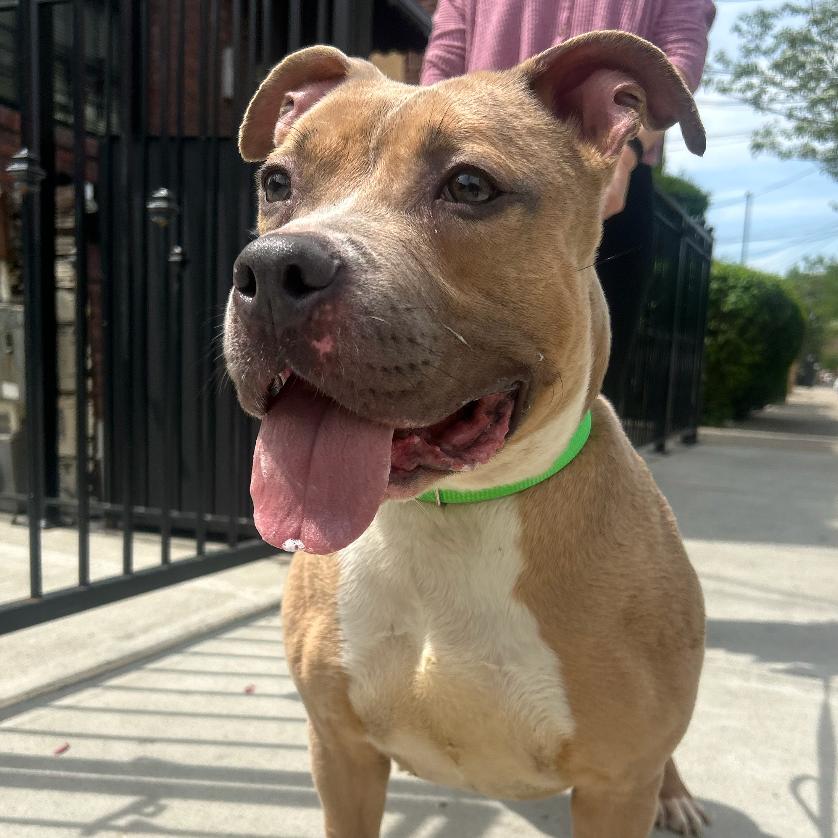 Enlarge Groovy, a Adoptable Pit Bull Terrier in Oceanside, NY image 4/4