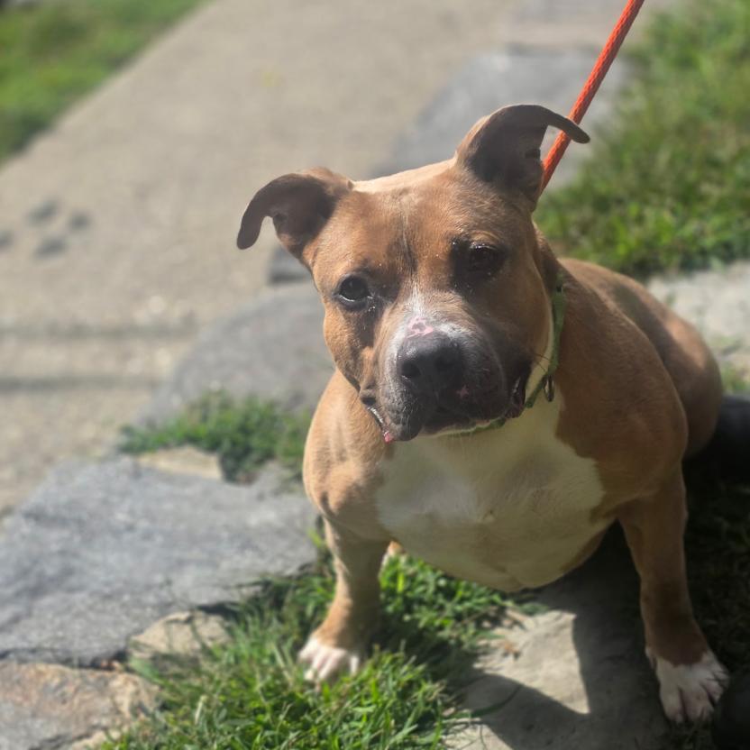 Enlarge Groovy, a Adoptable Pit Bull Terrier in Oceanside, NY image 5/5