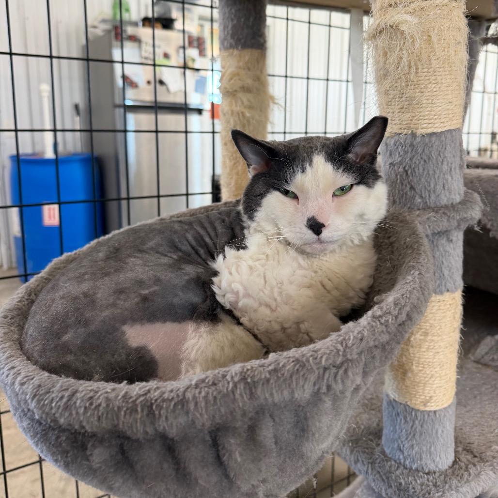 Beef Stewart, Adoptable, Adult Female Domestic Short Hair.