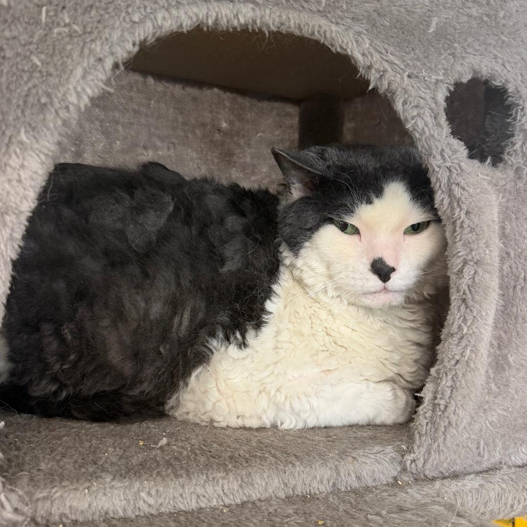 Beef Stewart, a Adoptable Domestic Short Hair in Spanish Fork, UT image 3/3