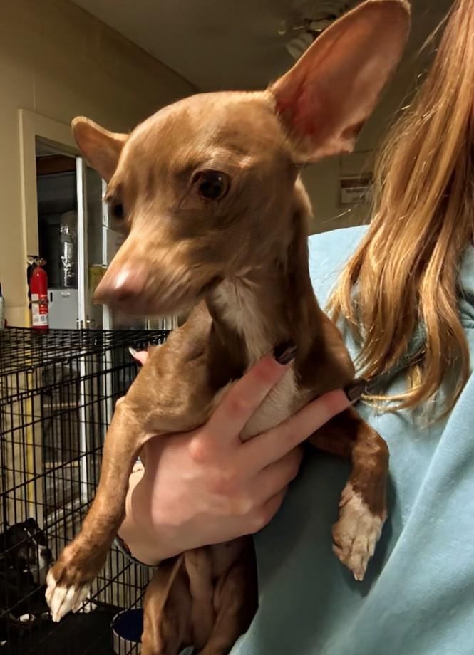 Enlarge Pedro, a Adoptable Chihuahua in Amelia, OH image 3/3