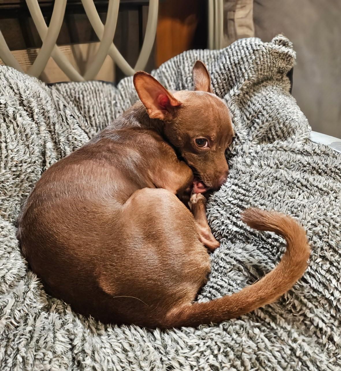 Enlarge Pedro, a Adoptable Chihuahua in Amelia, OH image 1/3