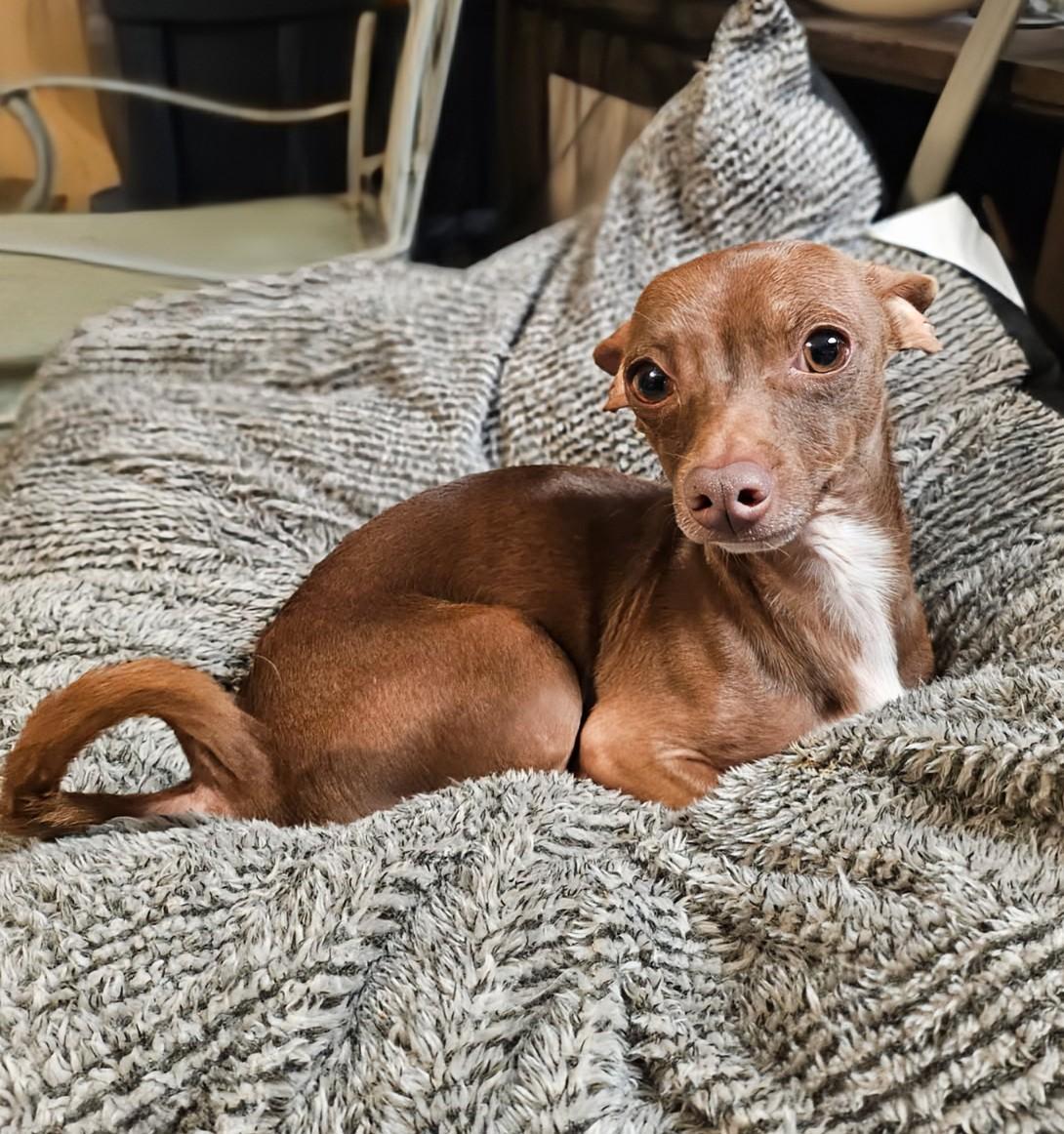 Enlarge Pedro, a Adoptable Chihuahua in Amelia, OH image 2/3