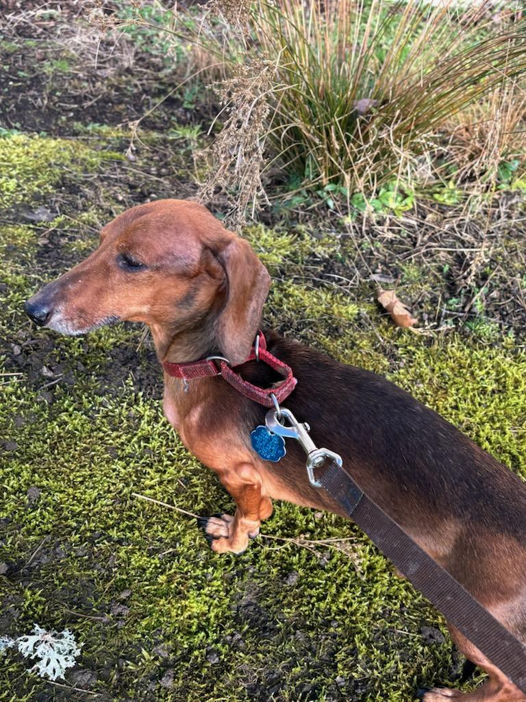 Enlarge Snap, an adopted Dachshund in Portland, OR image 1/3