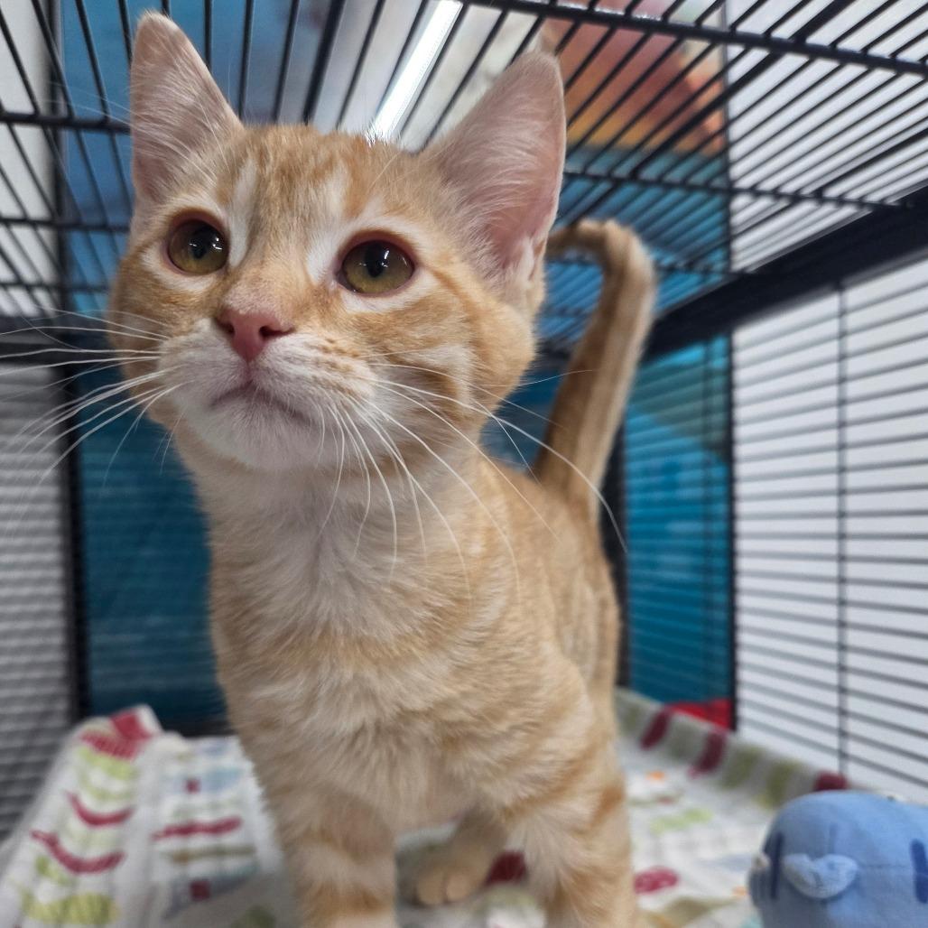 Fox, a Adoptable Domestic Short Hair in Marble, NC image 1/3