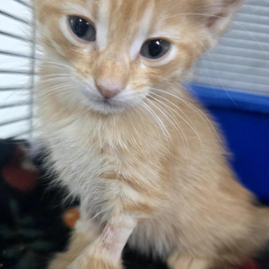Fox, a Adoptable Domestic Short Hair in Marble, NC image 3/3