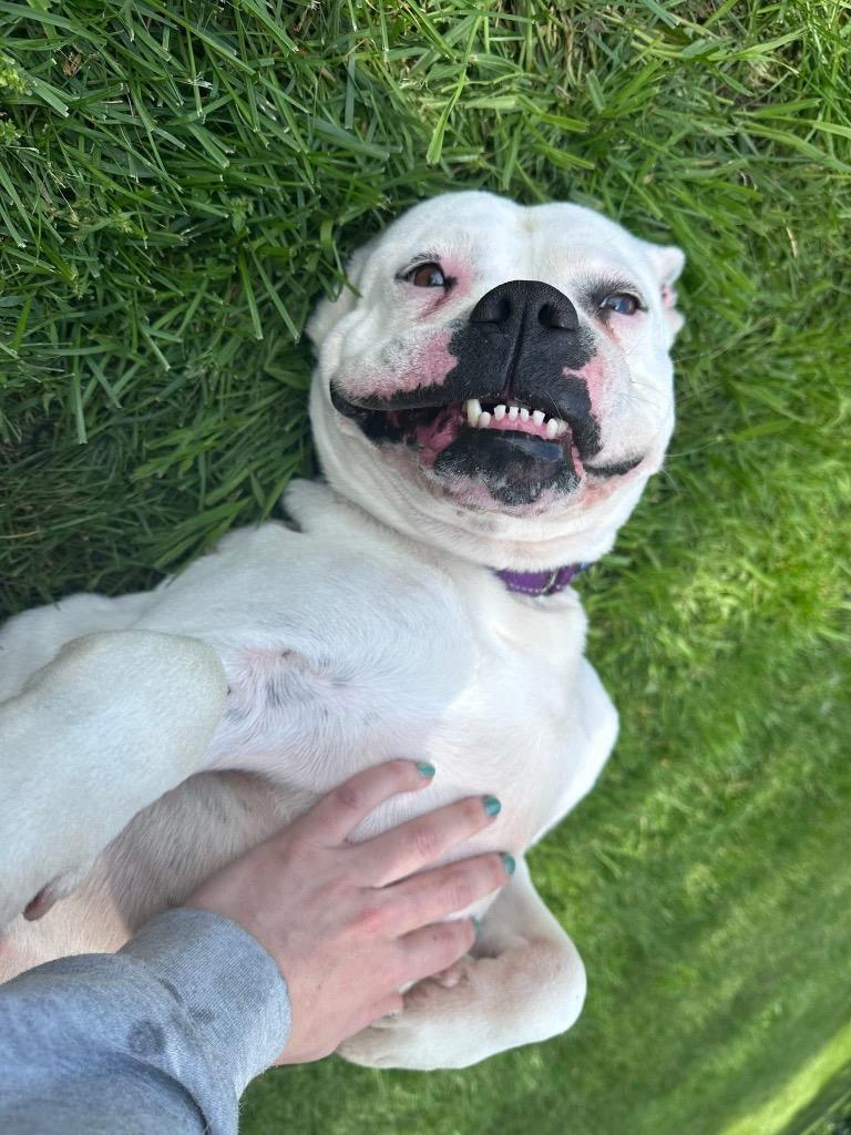 Vada, Adoptable, Adult Female Boxer & Mixed Breed.