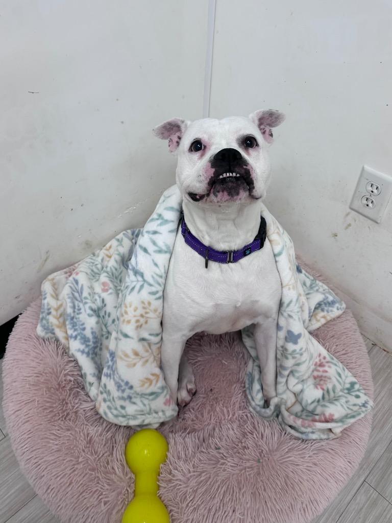 Enlarge Vada, a Adoptable mixed breed in Marion, OH image 2/6