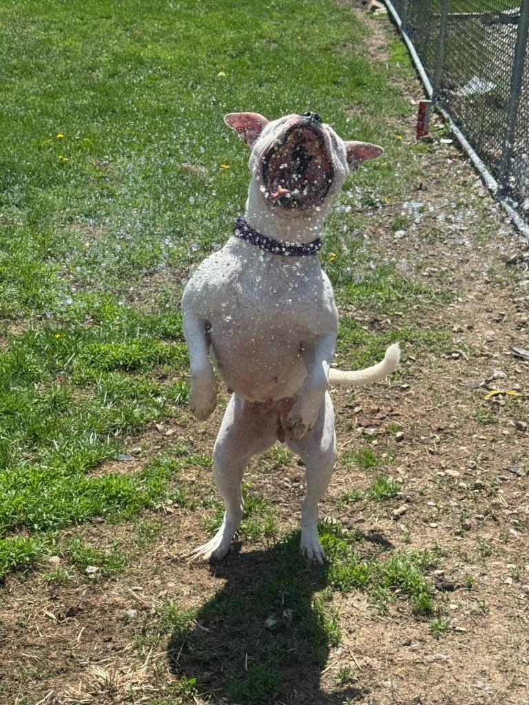 Enlarge Vada, a Adoptable mixed breed in Marion, OH image 5/6