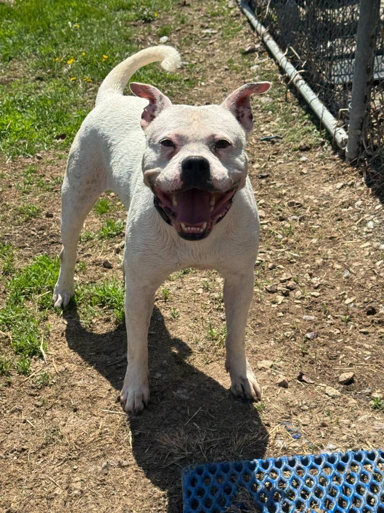 Enlarge Vada, a Adoptable mixed breed in Marion, OH image 6/6