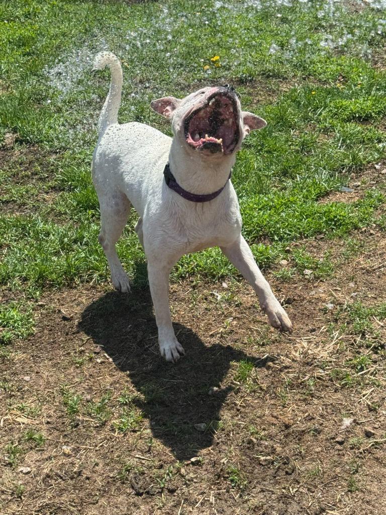 Enlarge Vada, a Adoptable mixed breed in Marion, OH image 5/6