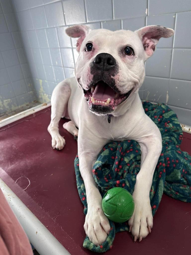 Enlarge Vada, a Adoptable mixed breed in Marion, OH image 6/6