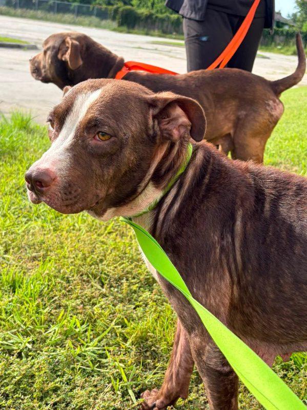 Bebe, ADOPTABLE, Adult Female Chocolate Labrador Retriever.
