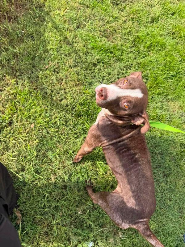 Enlarge Bebe, a ADOPTABLE mixed breed in Panama city, FL image 2/2