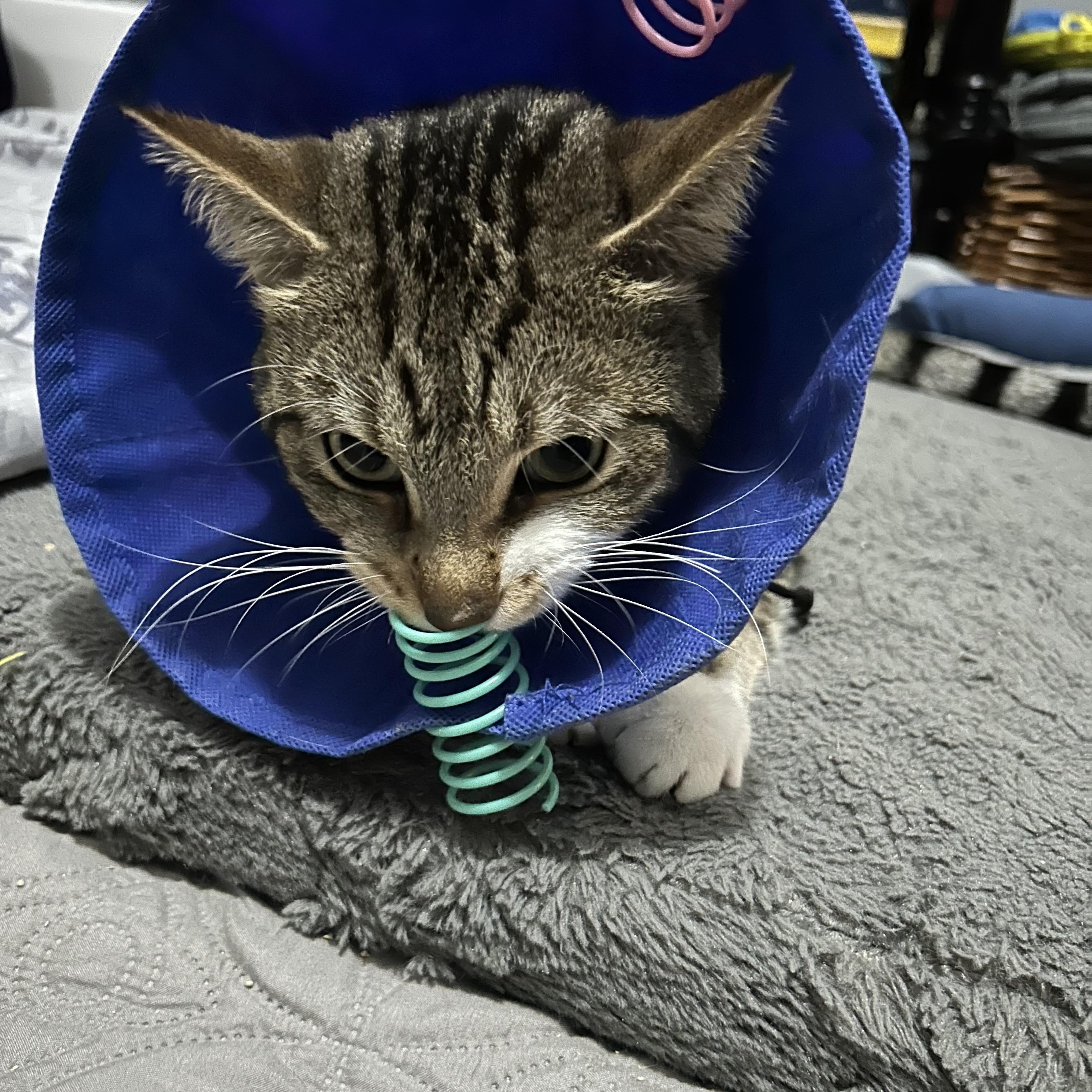 Clancy, an adopted Domestic Short Hair in London, ON image 4/6