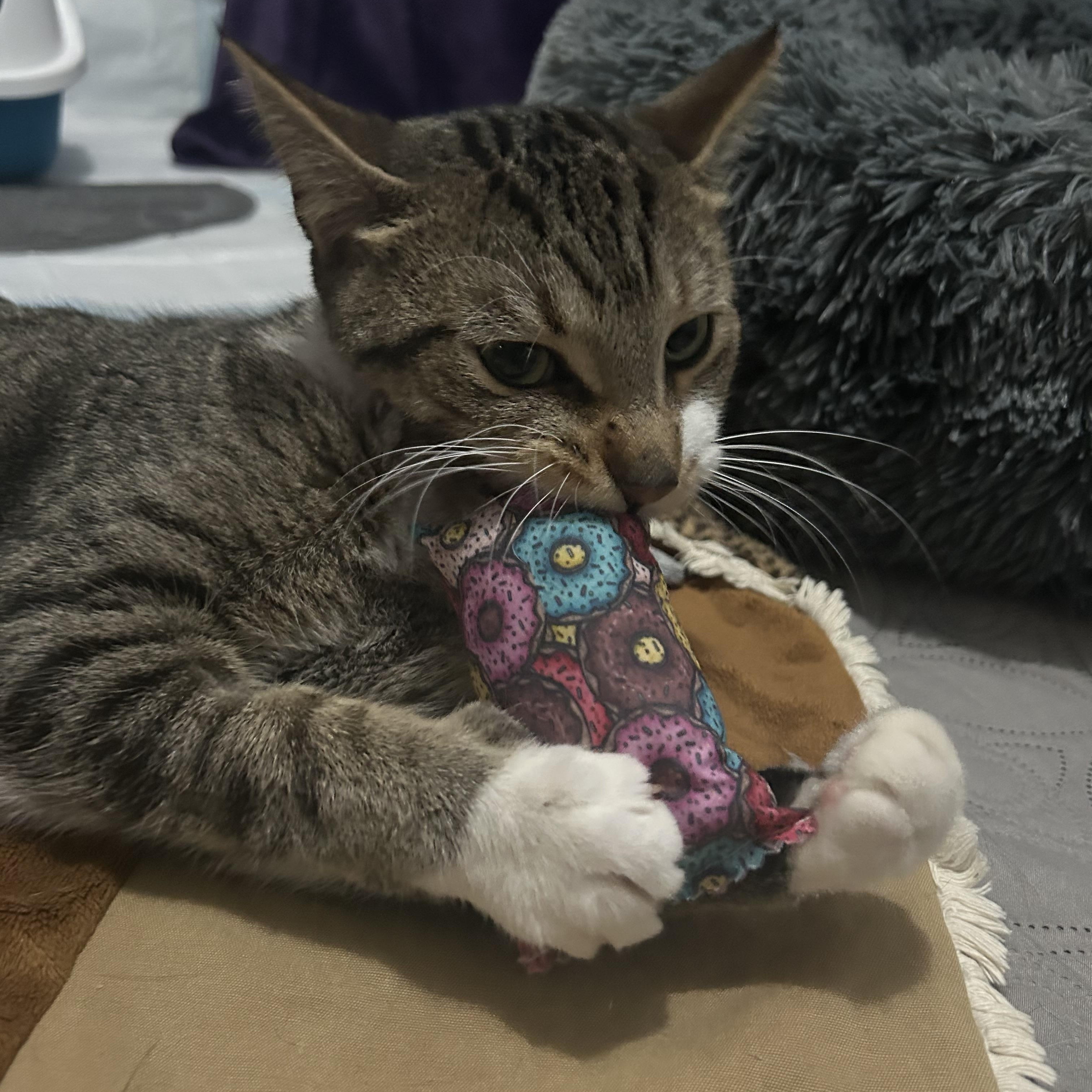 Clancy, an adopted Domestic Short Hair in London, ON image 6/6