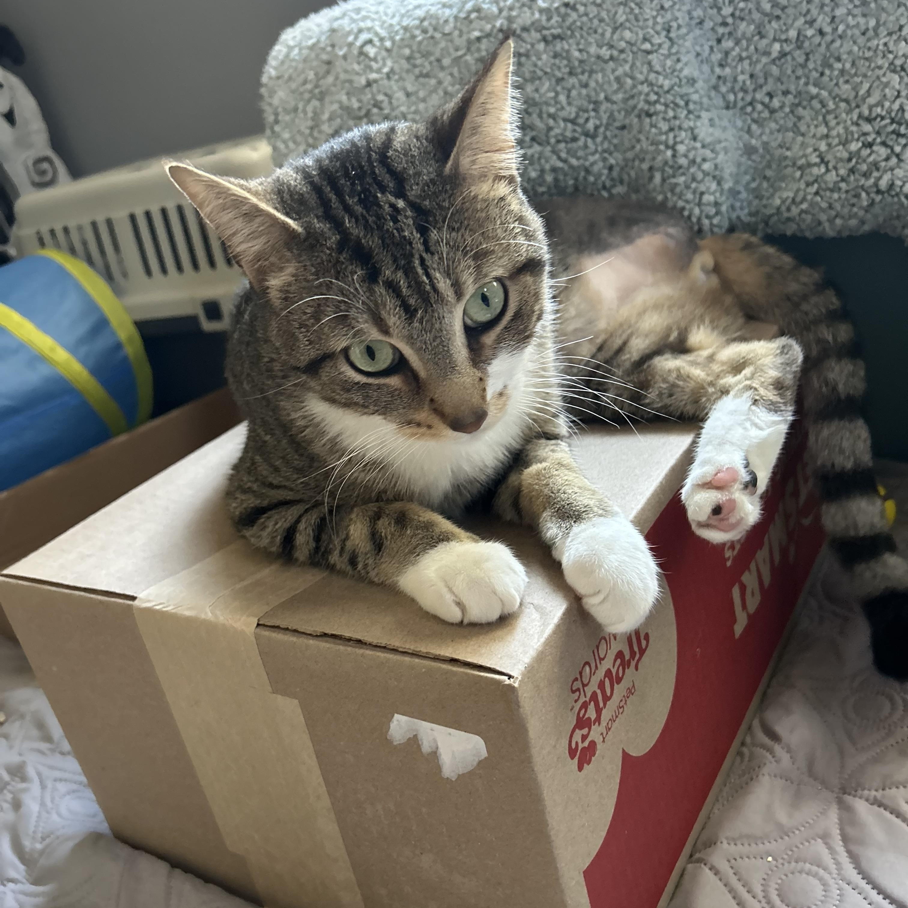 Clancy, an adopted Domestic Short Hair in London, ON image 2/6