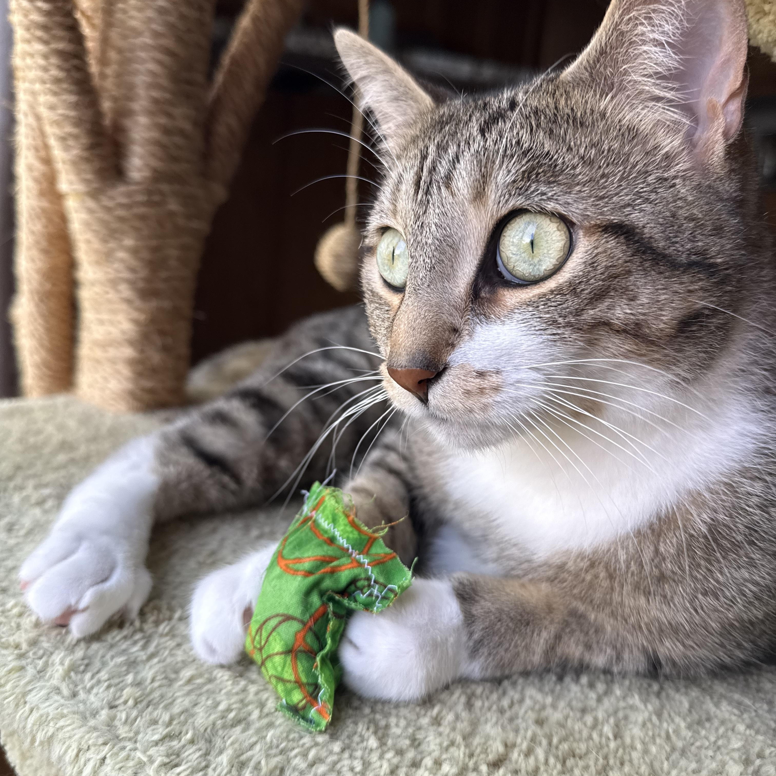 Clancy, an adopted Domestic Short Hair in London, ON image 5/6