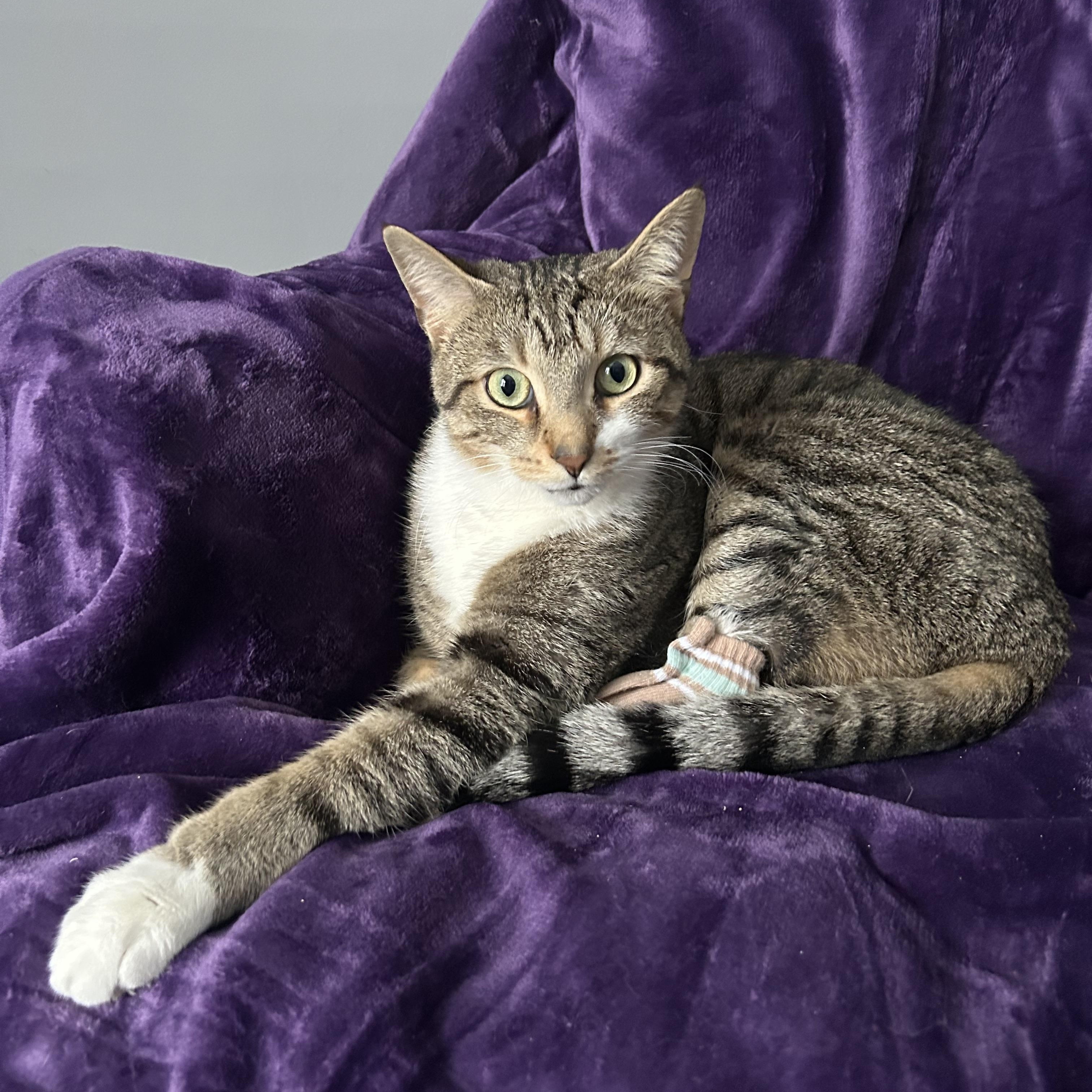 Clancy, adopted, Adult Male Domestic Short Hair.