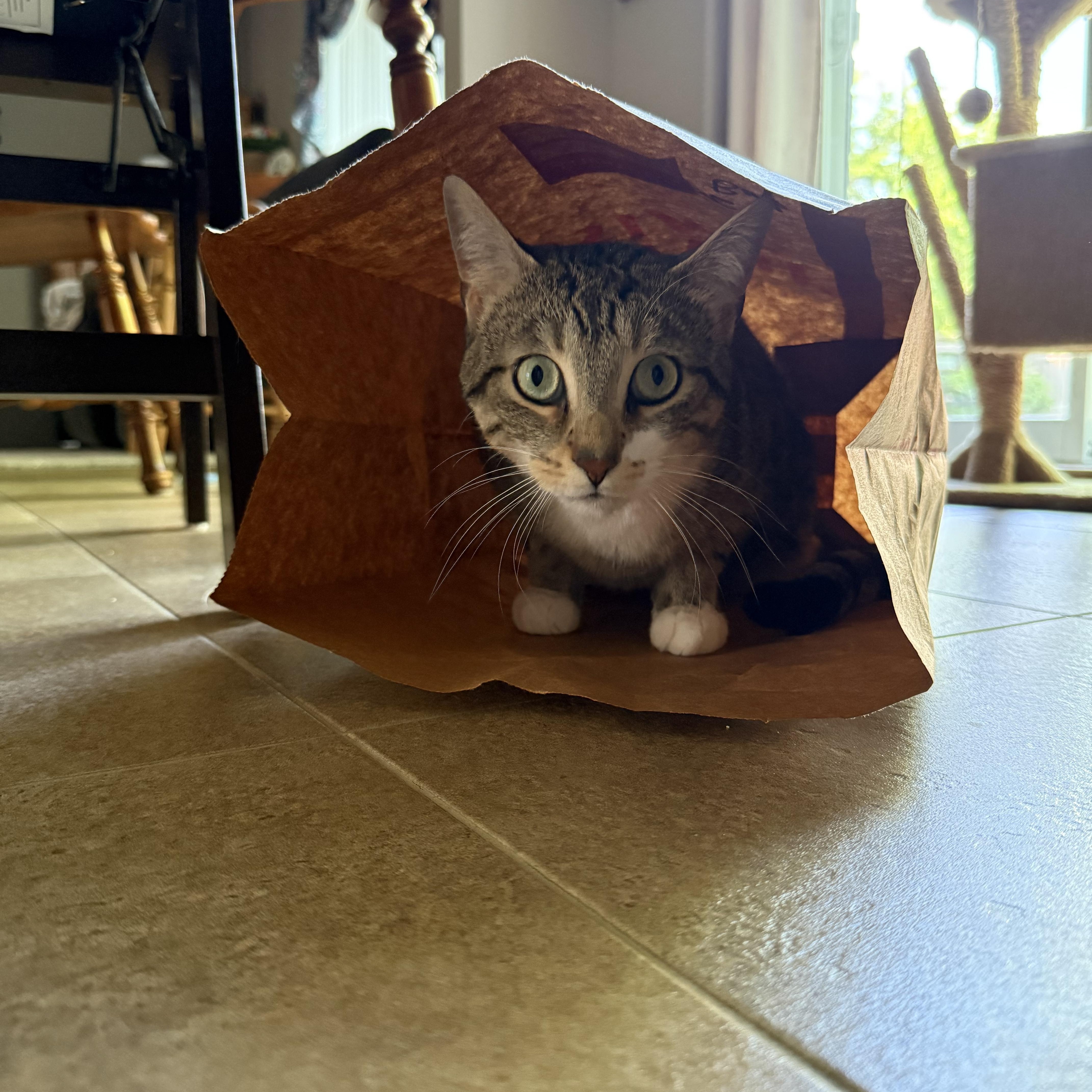 Clancy, an adopted Domestic Short Hair in London, ON image 3/6
