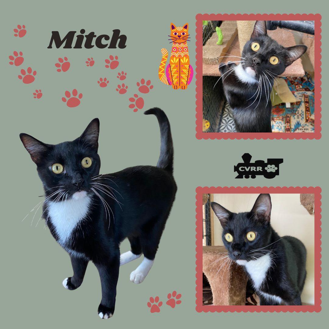 Mitch (Cat), Adoptable, Young Male Domestic Short Hair.