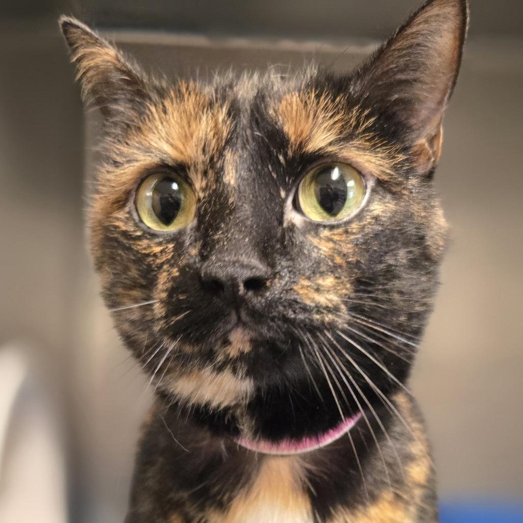 Enlarge Luna, a Adoptable Domestic Short Hair in Saint Cloud, MN image 1/2