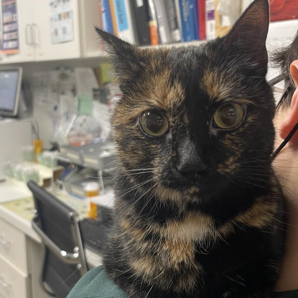 Enlarge Luna, a Adoptable Domestic Short Hair in Saint Cloud, MN image 2/2