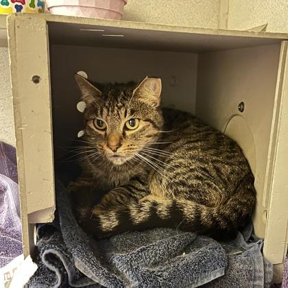 Enlarge Emori, a Adoptable mixed breed in New Hope, PA image 3/3