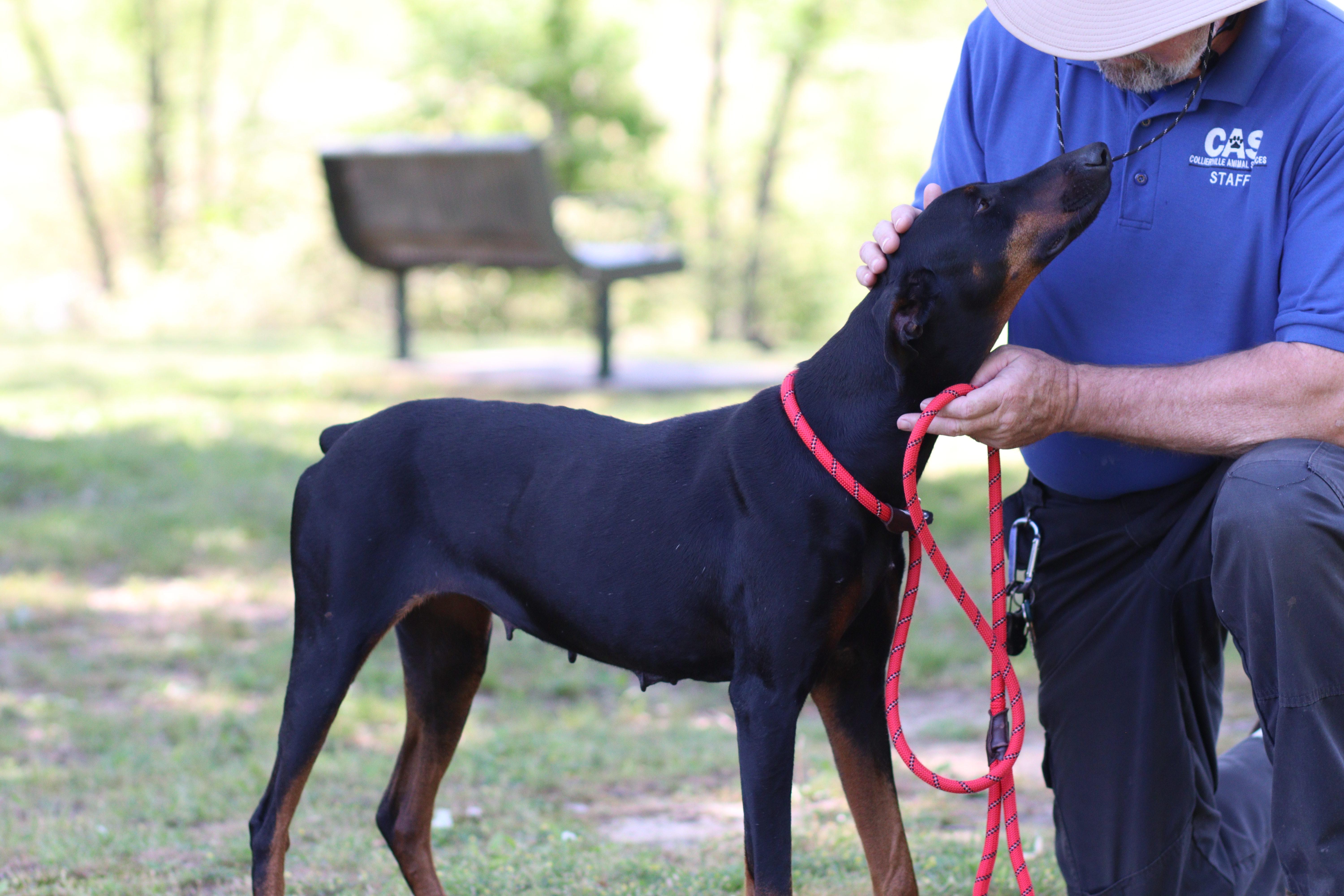Enlarge Irene, an adopted Doberman Pinscher in Collierville, TN image 4/5