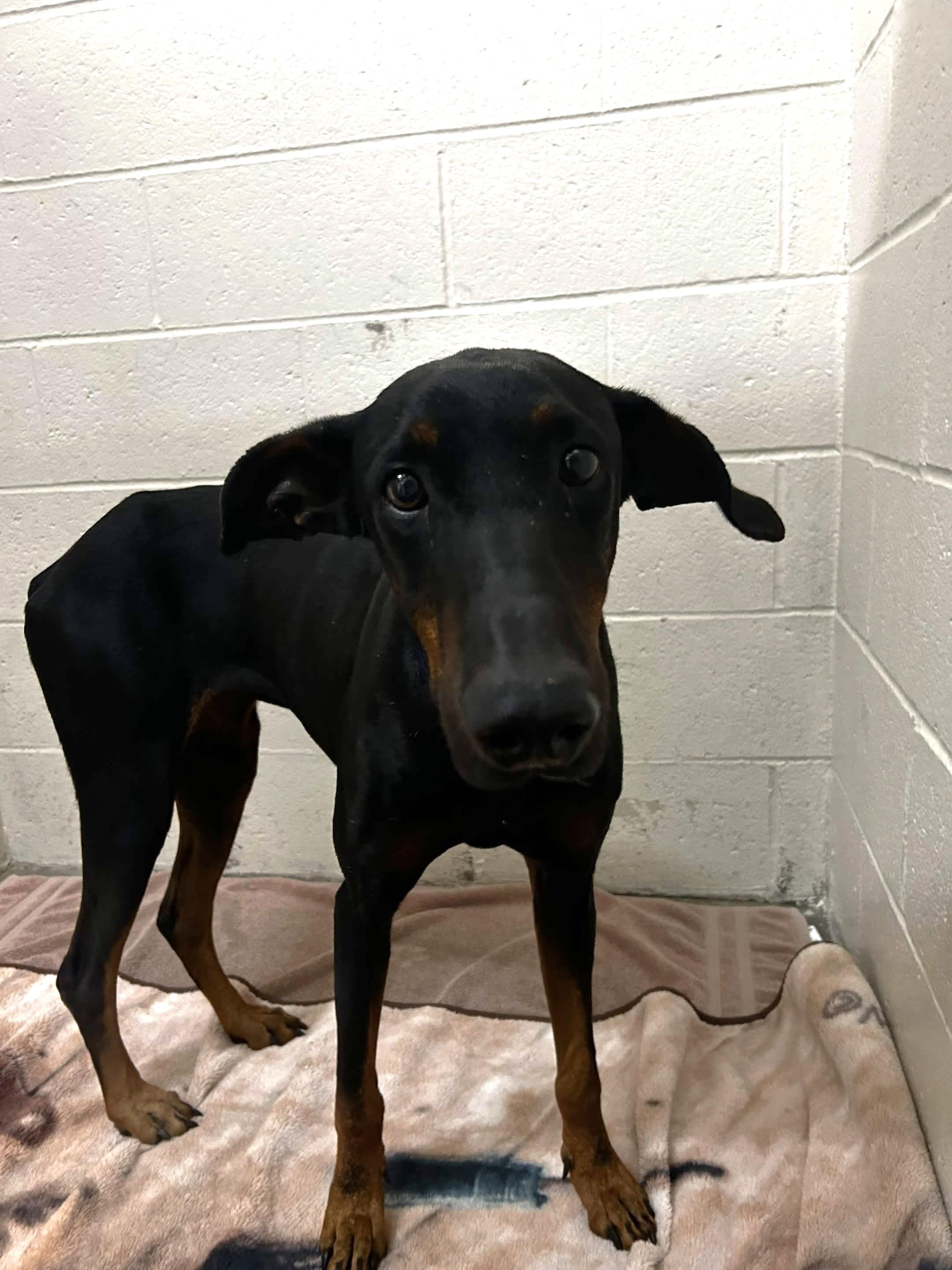 Enlarge Irene, an adopted Doberman Pinscher in Collierville, TN image 5/5