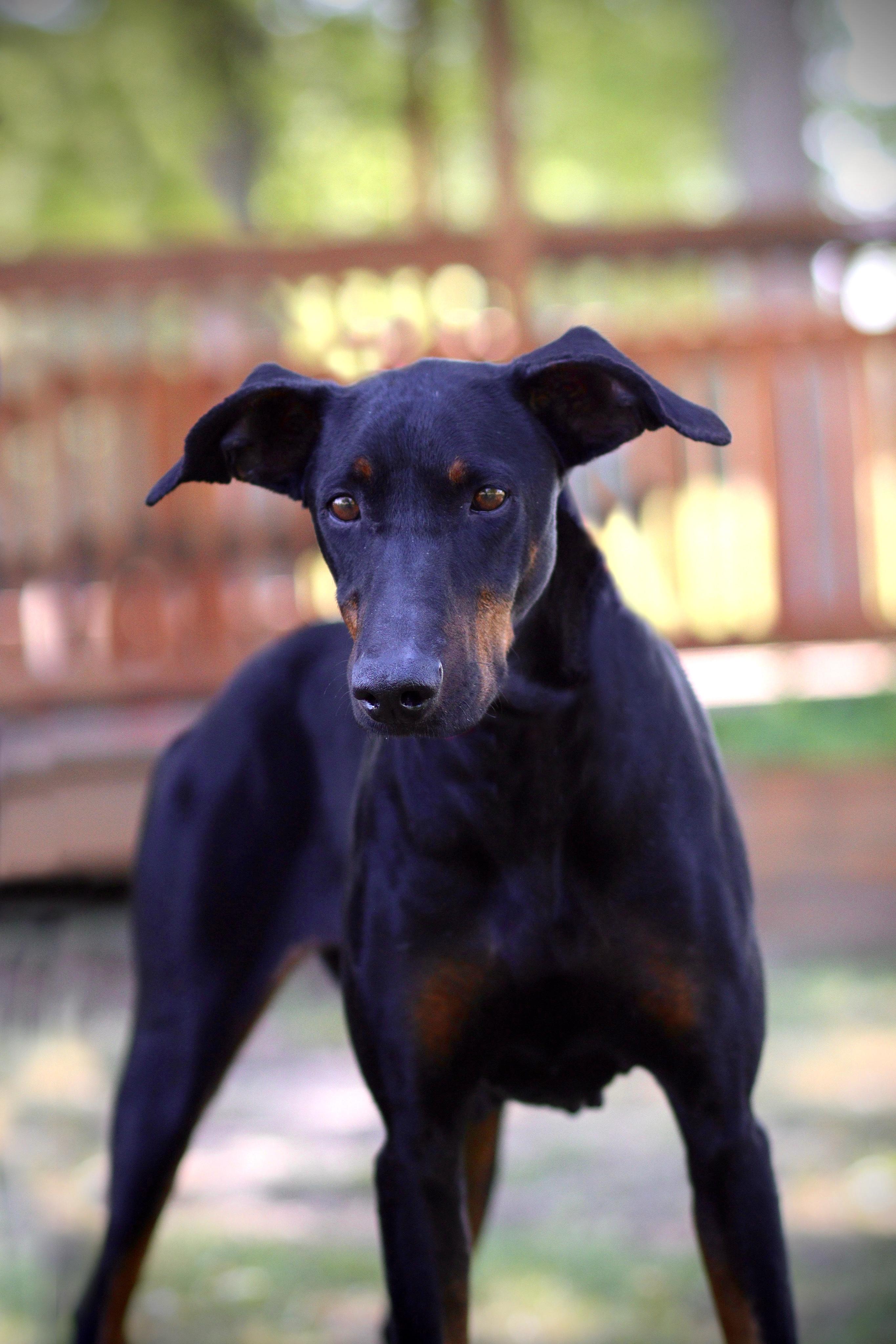 Irene, adopted, Adult Female Doberman Pinscher.