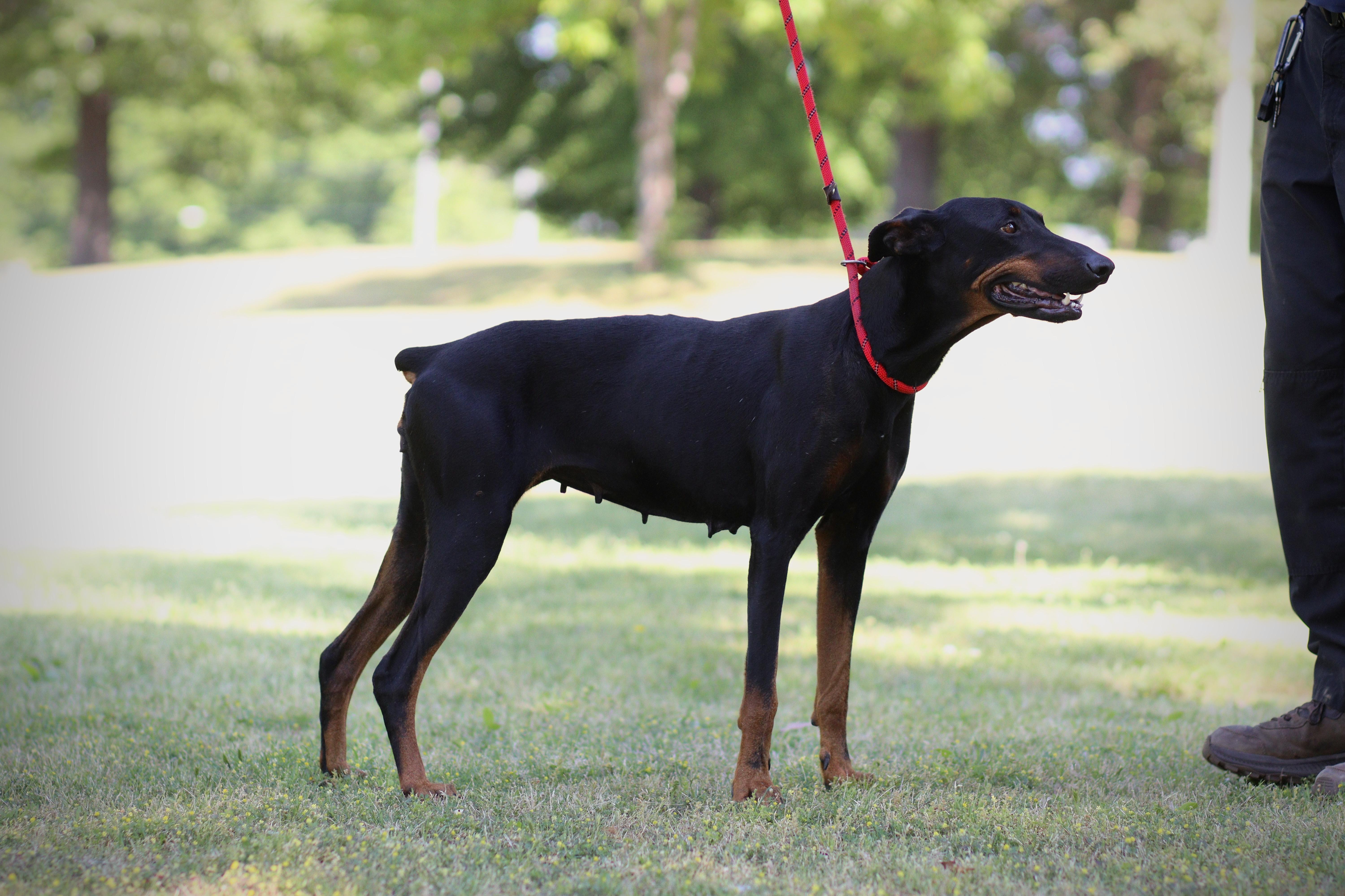 Enlarge Irene, an adopted Doberman Pinscher in Collierville, TN image 2/5