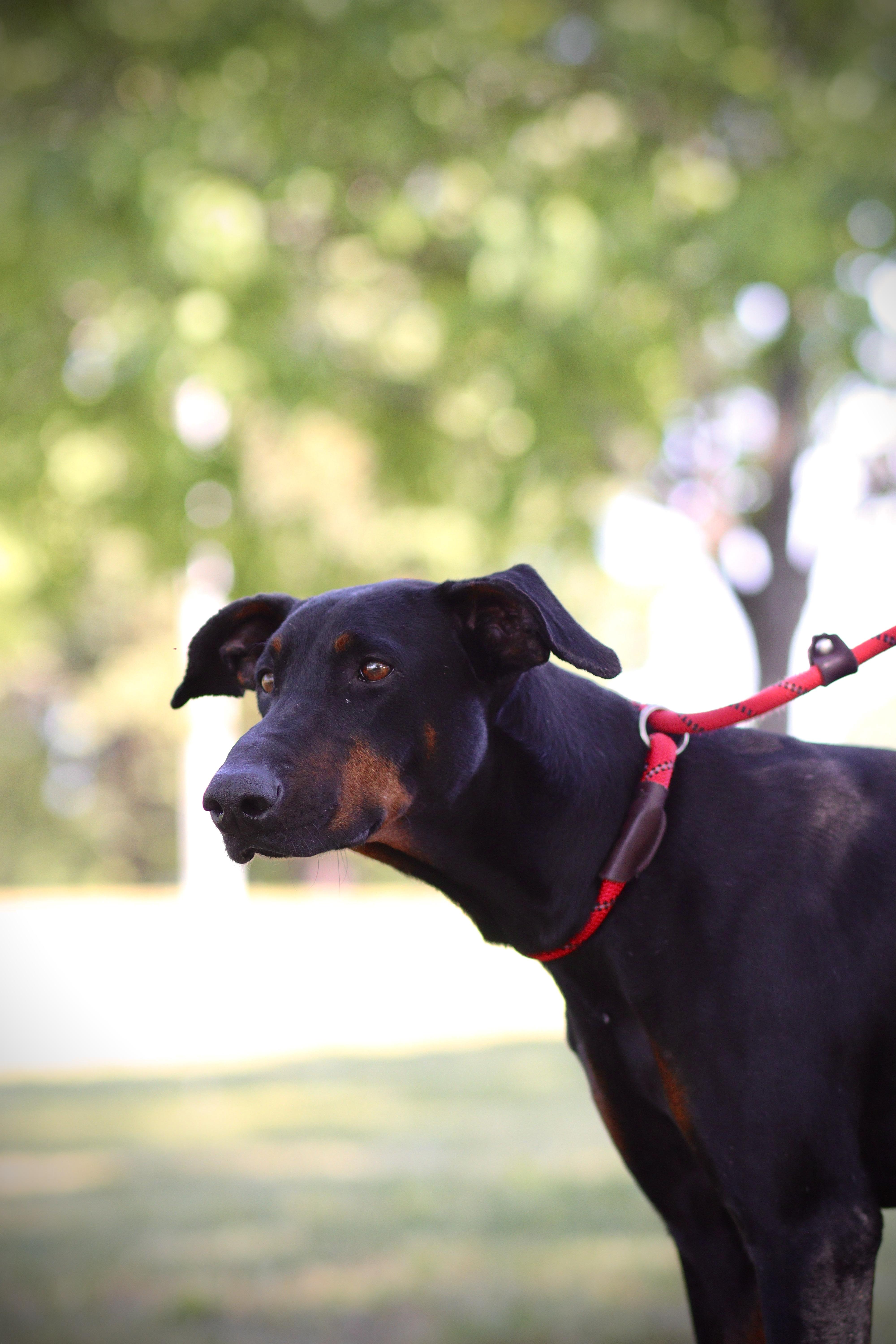 Enlarge Irene, an adopted Doberman Pinscher in Collierville, TN image 3/5