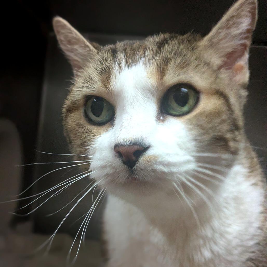 Amore, Adoptable, Senior Female Domestic Short Hair.