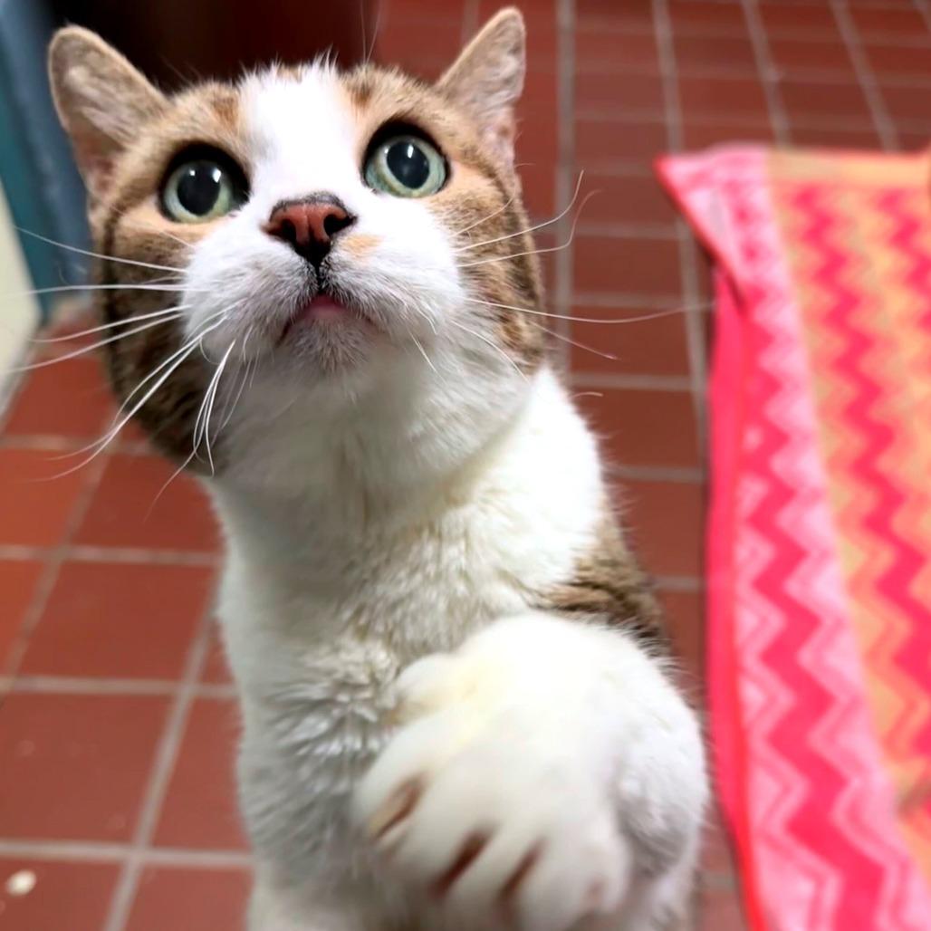 Enlarge Amore, a Adoptable Domestic Short Hair in Providence, RI image 2/6