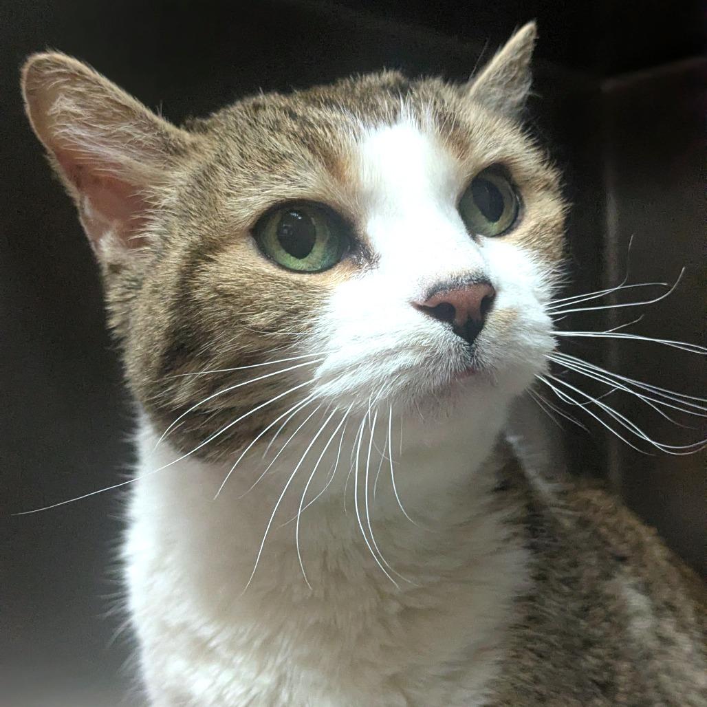 Enlarge Amore, a Adoptable Domestic Short Hair in Providence, RI image 3/6