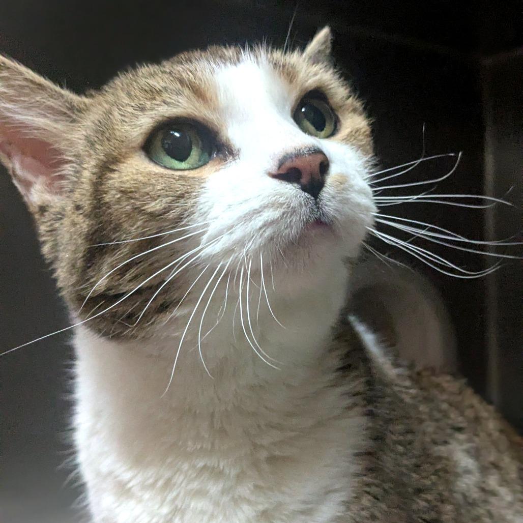 Enlarge Amore, a Adoptable Domestic Short Hair in Providence, RI image 5/6