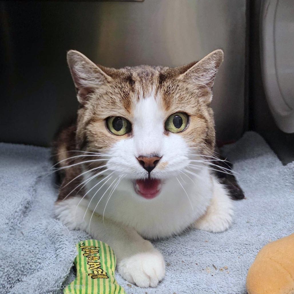 Enlarge Amore, a Adoptable Domestic Short Hair in Providence, RI image 6/6