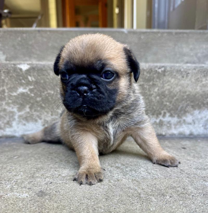 Bristol, Adoptable, Young Female French Bulldog & Pug.