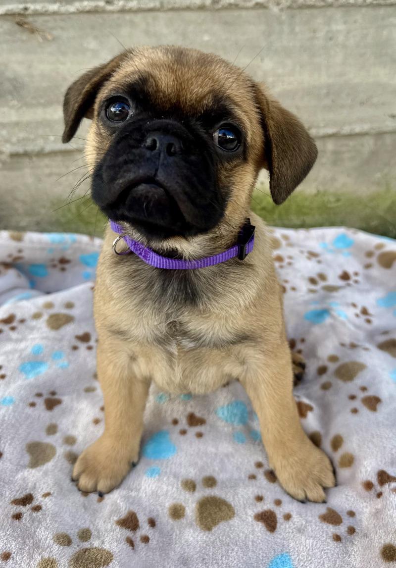 Enlarge Bristol, a Adoptable mixed breed in Valley Village, CA image 2/6