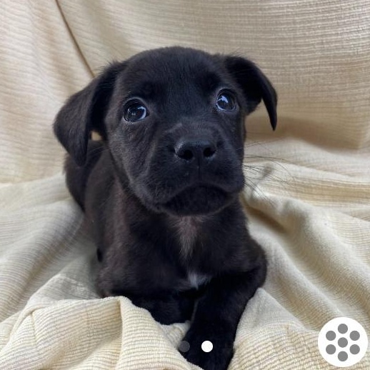 Enlarge Carol, an adopted Mixed Breed in Detroit, MI image 1/1