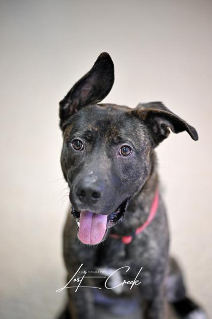 Enlarge Dab, a Adoptable mixed breed in Kalispell, MT image 2/3